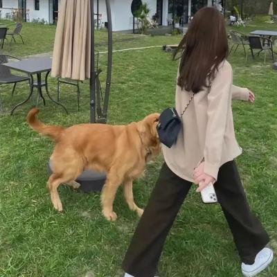 小美男鱼